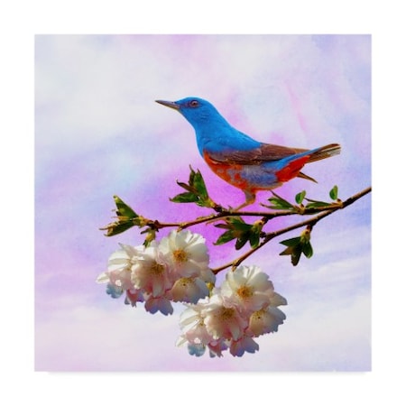 Ata Alishahi 'Spring Bird 3B' Canvas Art,35x35